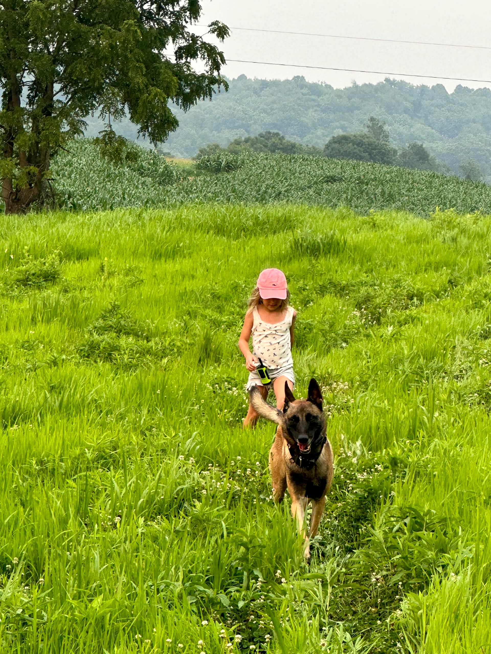 Child walking with an American Malinois in a field