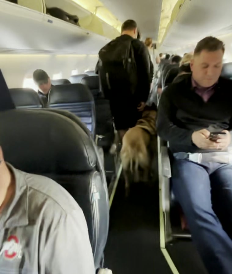American Malinois walking through an airplane aisle