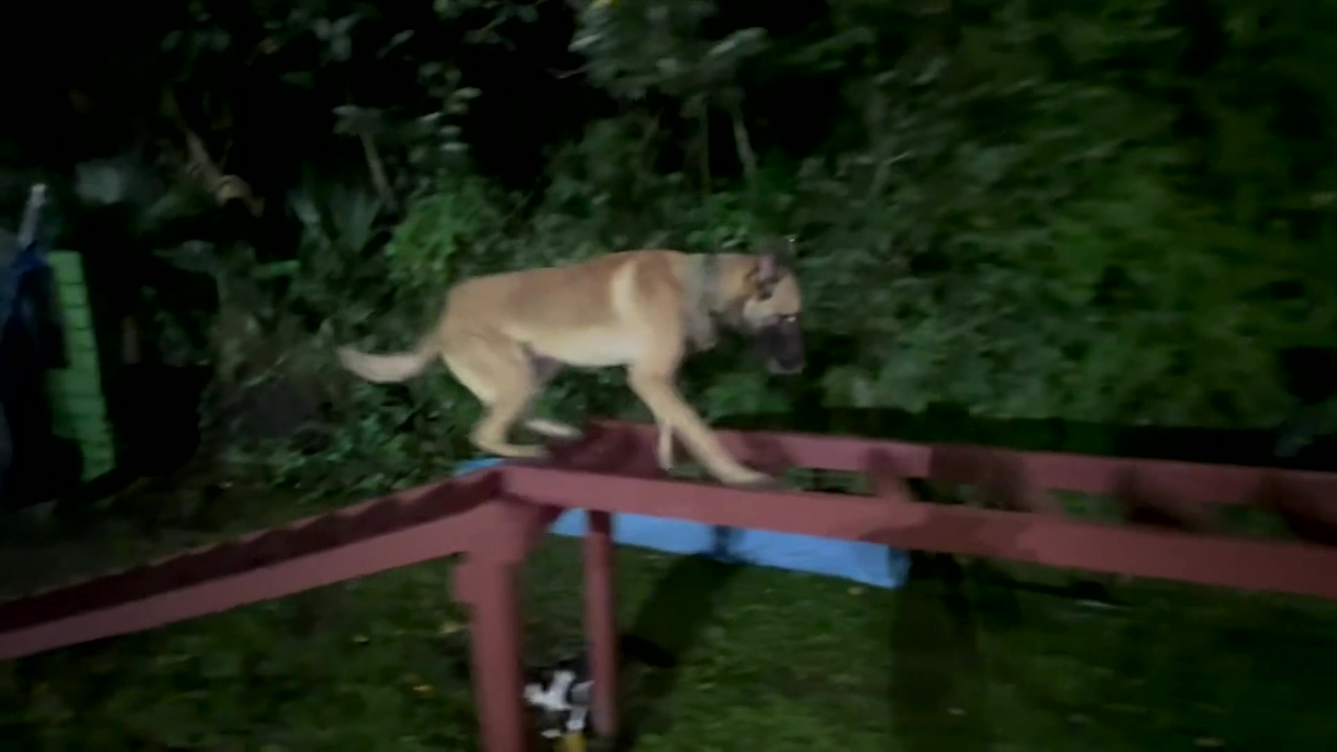 American Malinois on an obstacle course