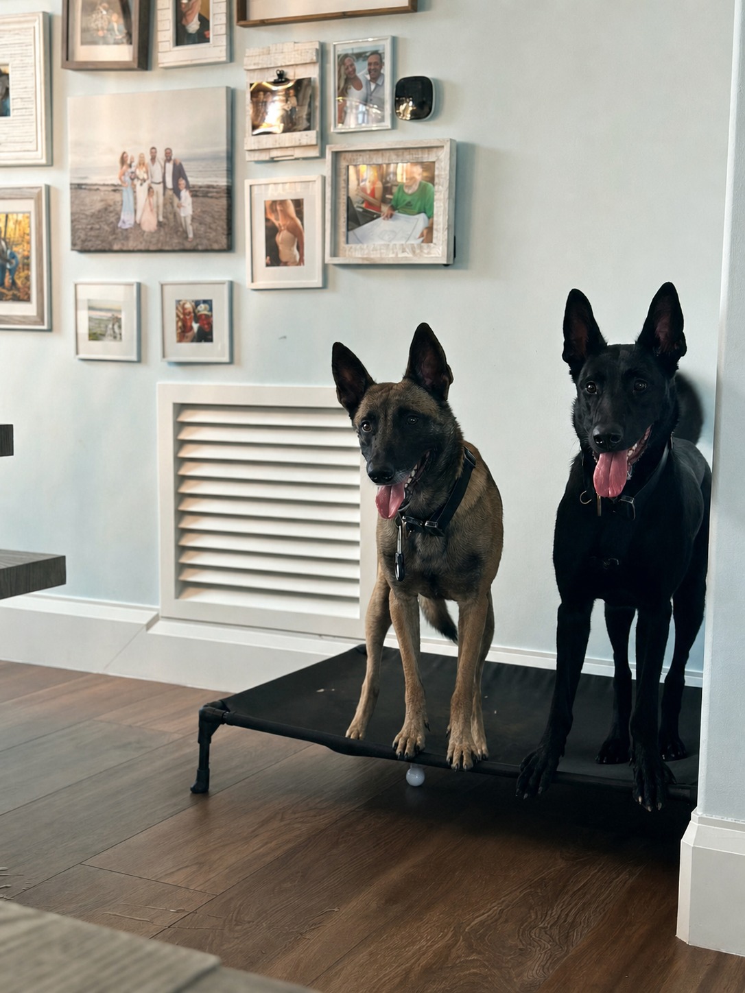 Doc and Layla on place inside the home