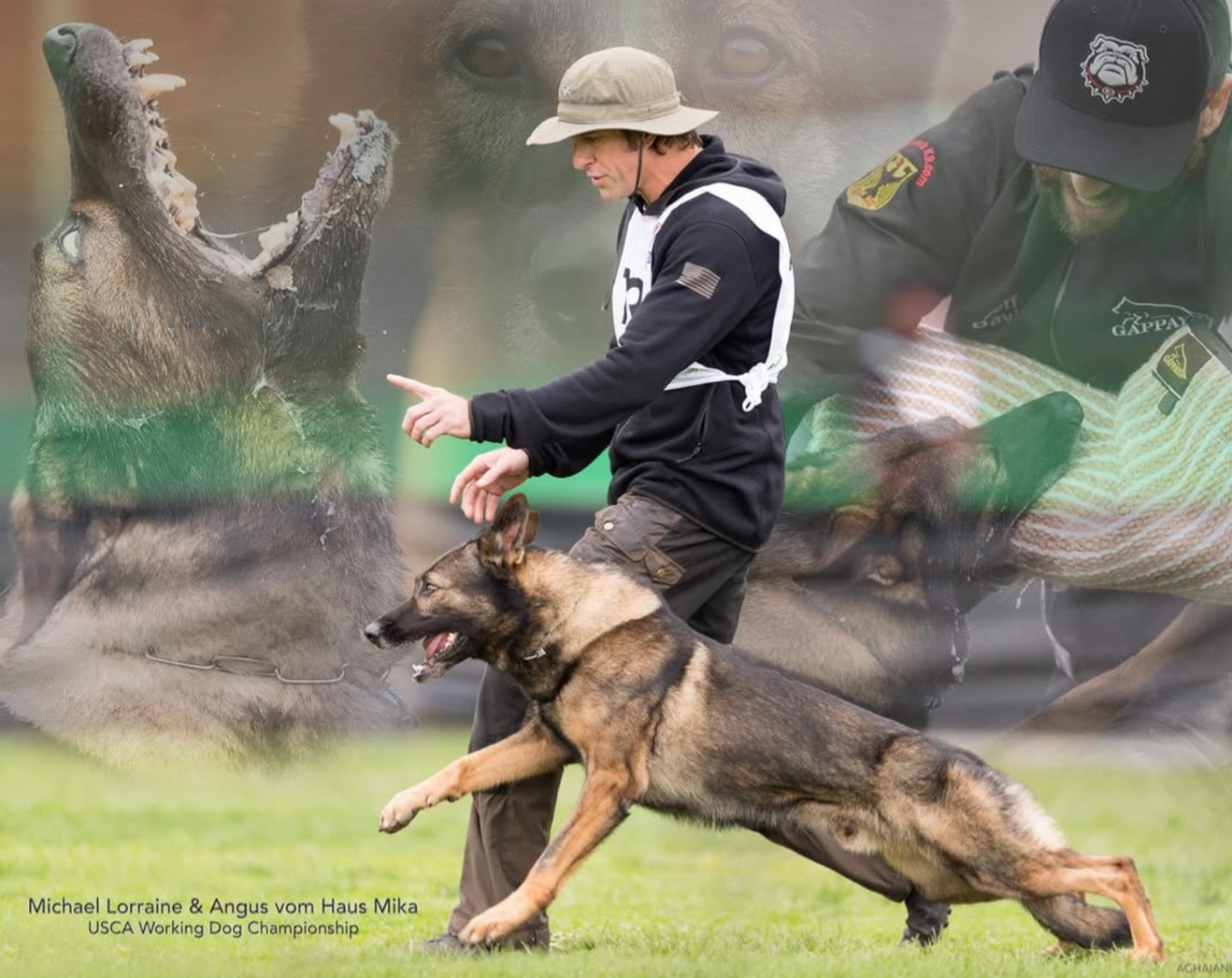 Michael Lorraine heeling a dog during working-dog training